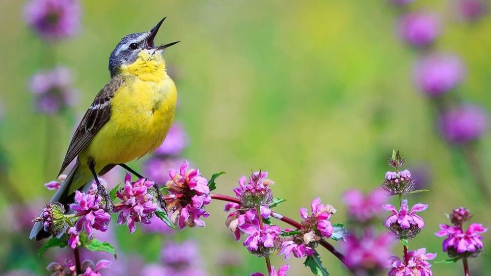 Chim trên khắp thế giới đang hót cả ngày vì một lý do đáng lo ngại