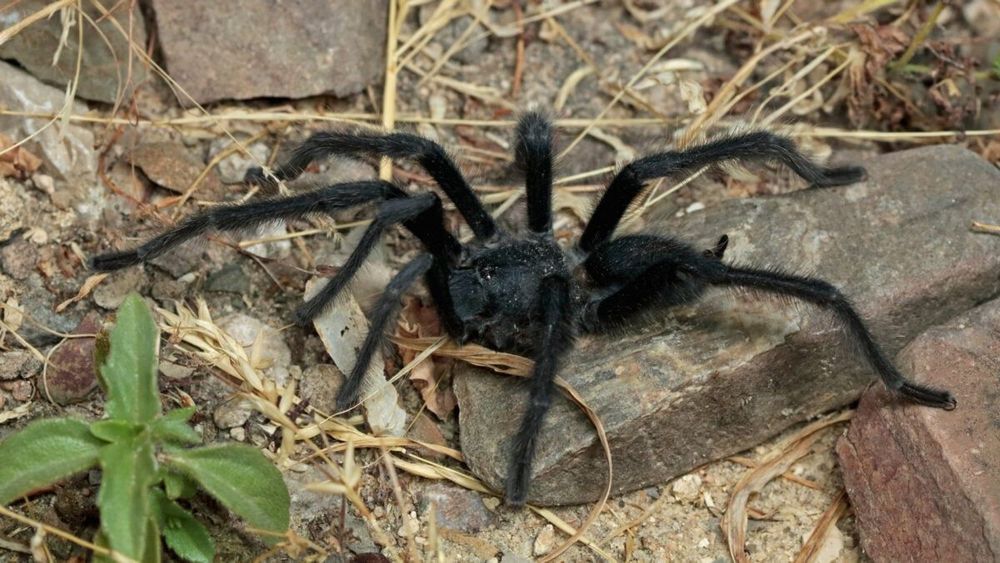 Tarantulas lập kỷ lục có cơ quan sinh dục dài nhất để tránh bị ăn thịt bởi con cái