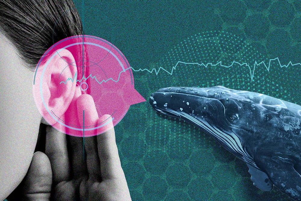AI is deciphering animal communication. Should we try to respond?