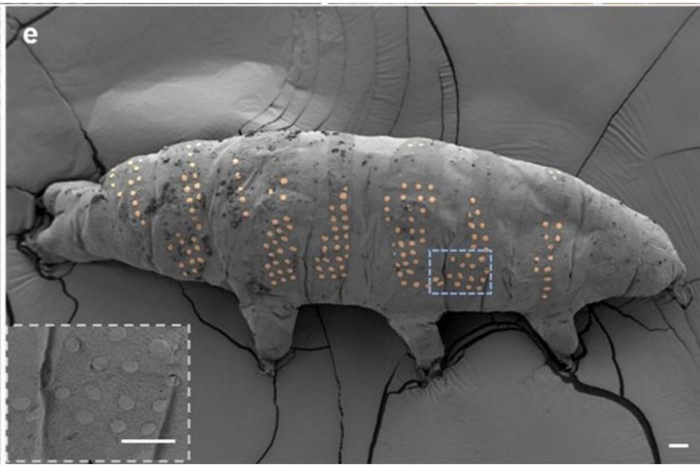Researchers tattooed tardigrades and promise it will be useful